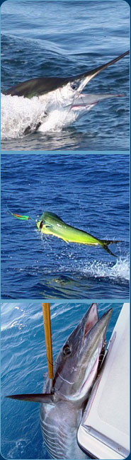 Rum Cay Bahamas Fish Photo